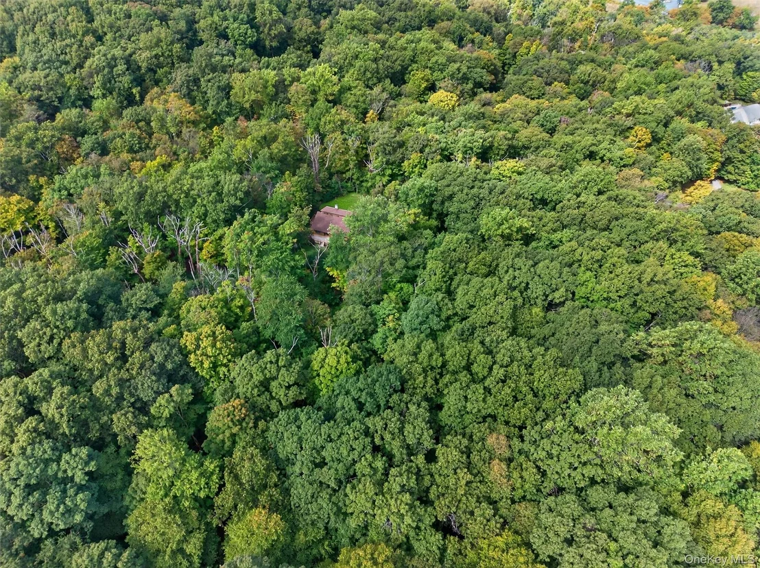 Photo of 20 Sugar Maples