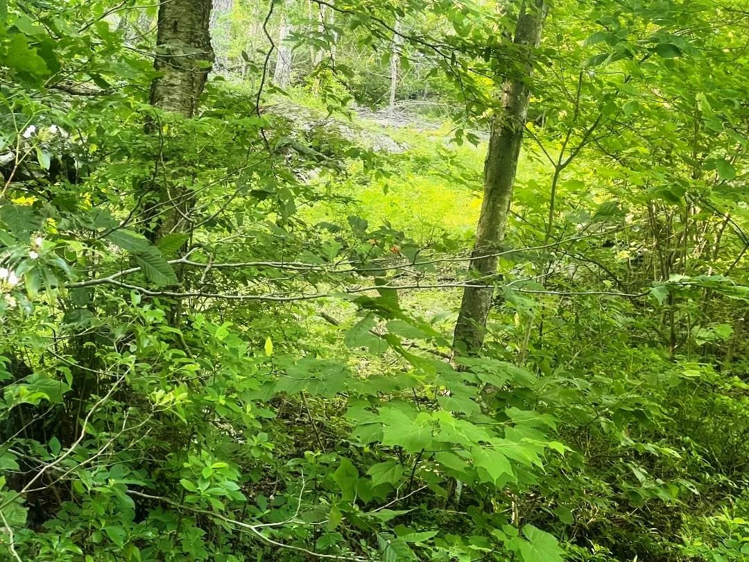 Photo of Lot 14.1 Wiccopee Road