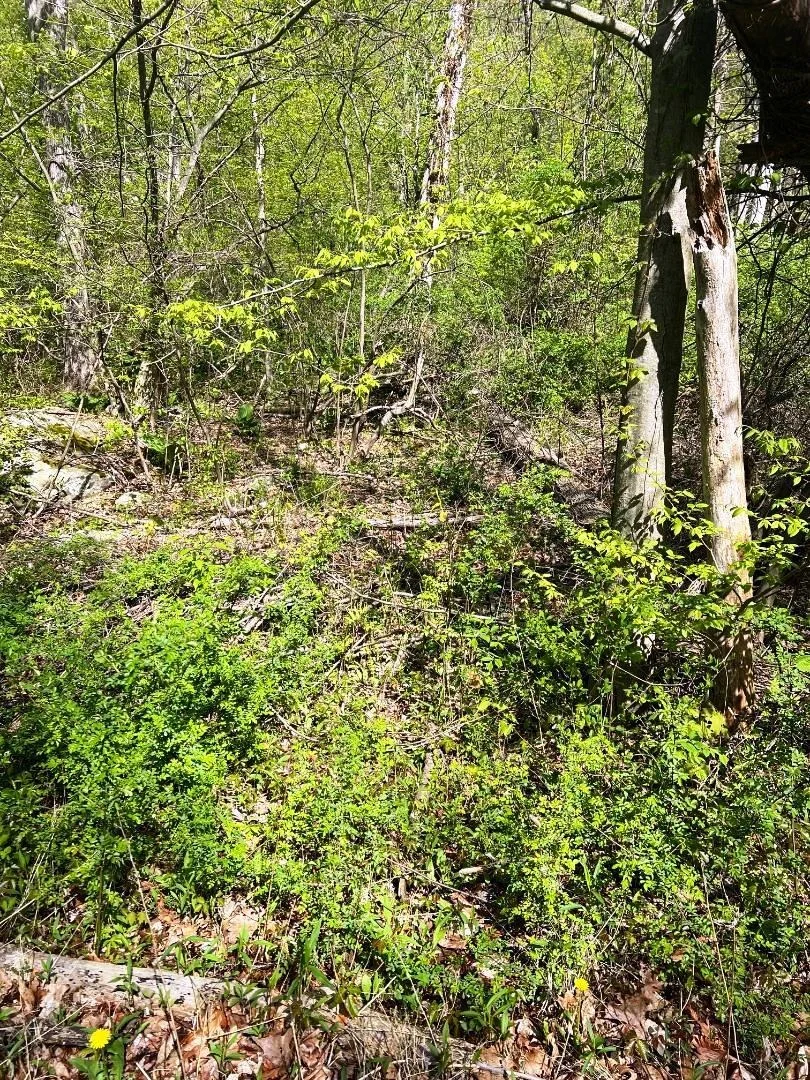 Photo of Lot 73 Brookside Road