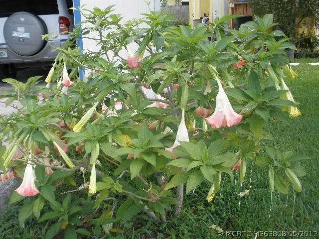 Photo of 4341 Satinleaf Place