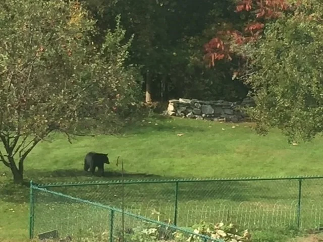 Photo of 61 Arnold Rd