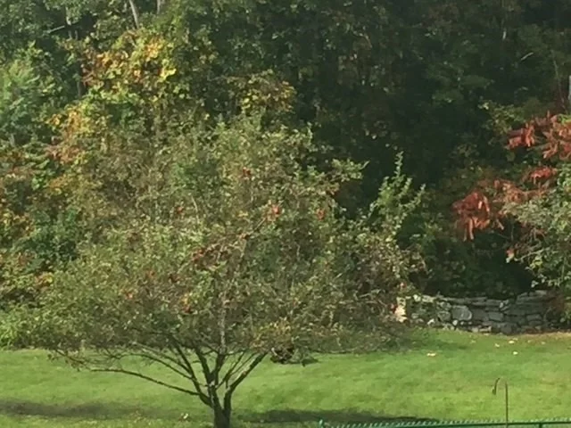 Photo of 61 Arnold Rd