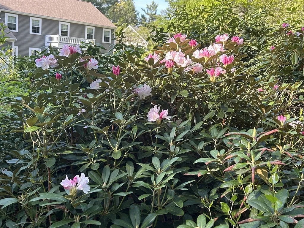 Photo of 311 Pine St (Stonewood Lane)