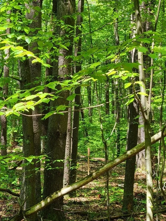 Photo of Lot 5 Daniels Rd