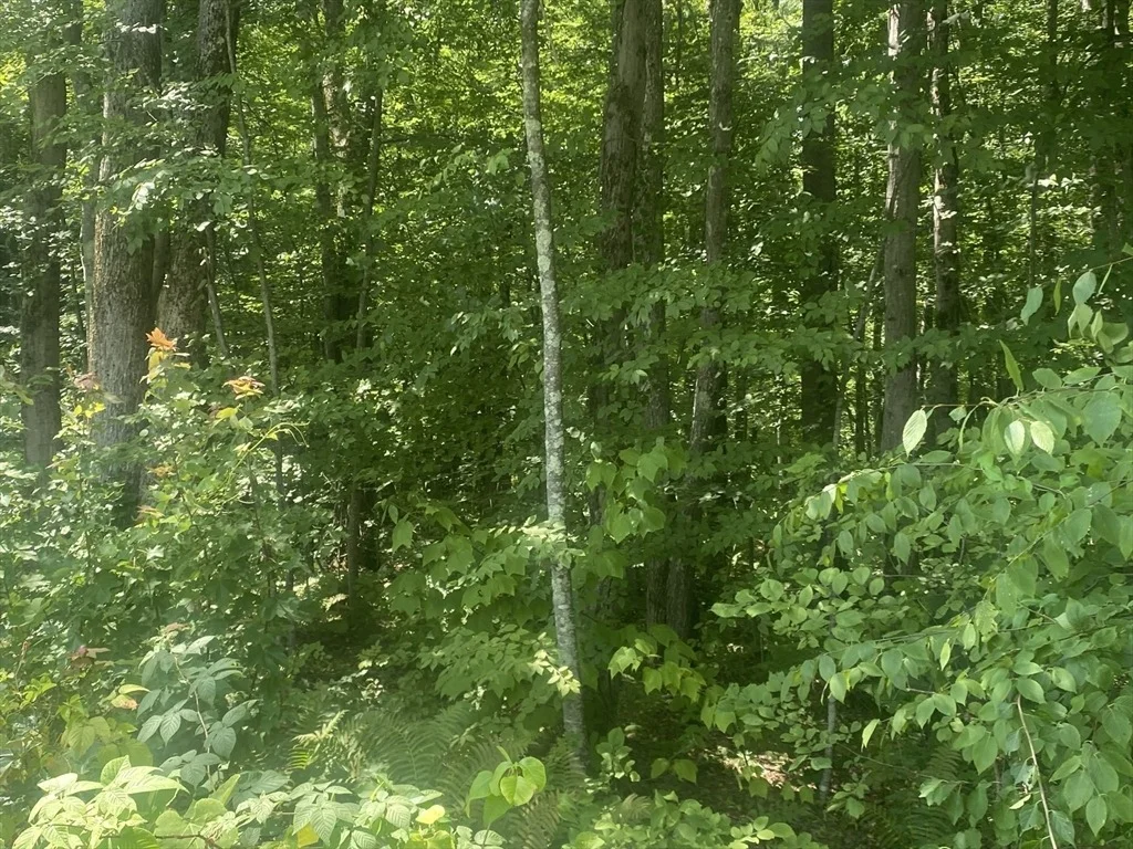 Photo of Tract 7 Delargy Rd