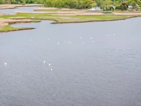 Photo of 10 Sandpiper Ter