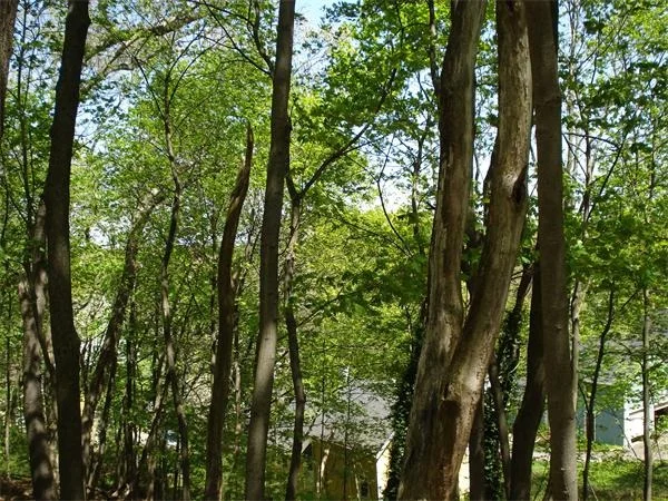 Photo of 0 Follen Rd