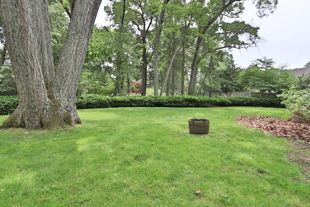 Photo of 19 Pine Needle