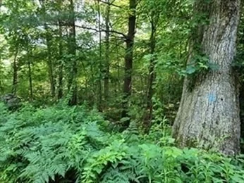 Photo of 0 Lot 3 Davis Road