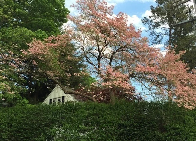 Photo of 10 Dana St
