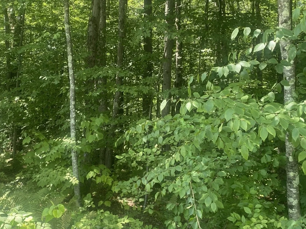 Photo of Tract 7 Delargy Rd