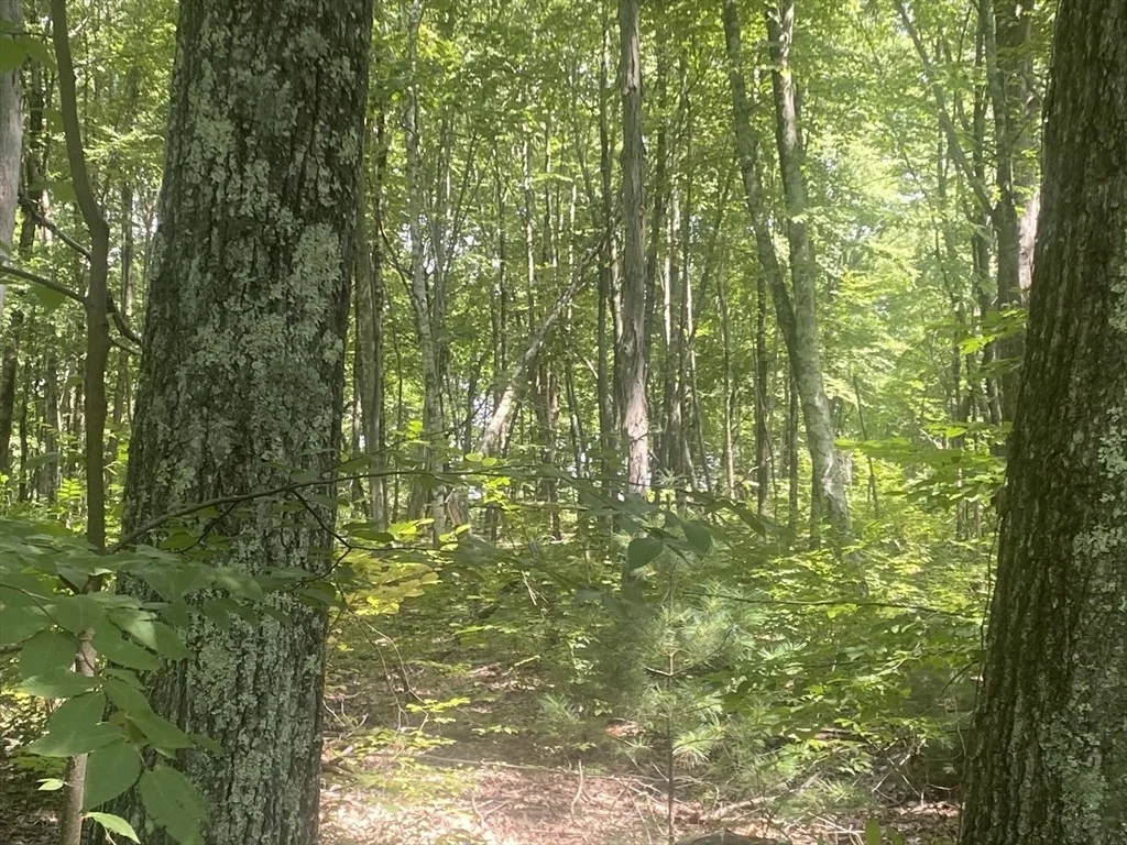 Photo of Tract 7 Delargy Rd