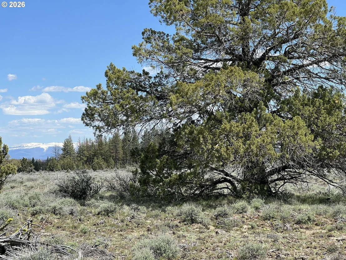 Photo of Unit 6 at Wildpine Way
