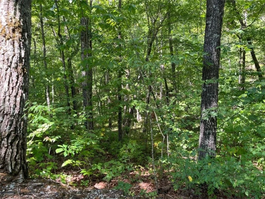 Photo of LOT 7 Forest Canopy Way