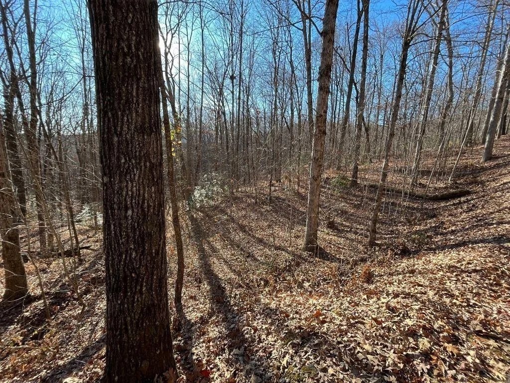 Photo of LOT #2 Forest Canopy Way