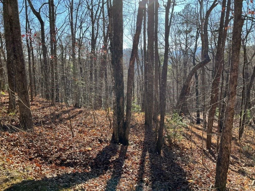 Photo of LOT #1 Forest Canopy Way