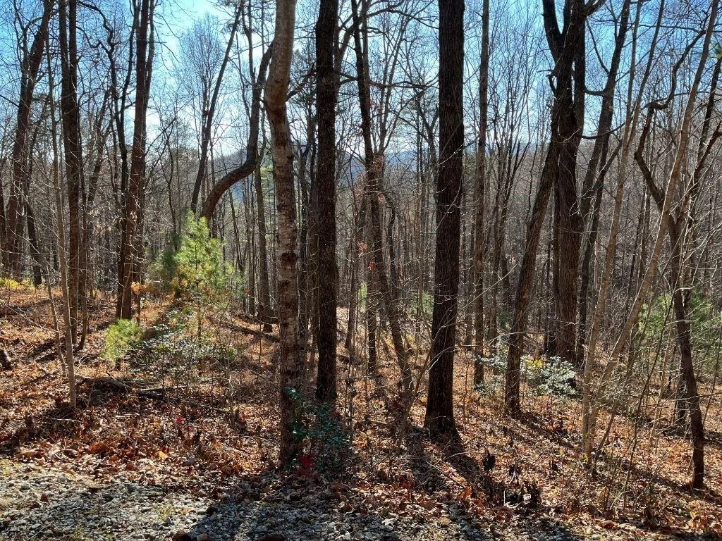 Photo of LOT #1 Forest Canopy Way