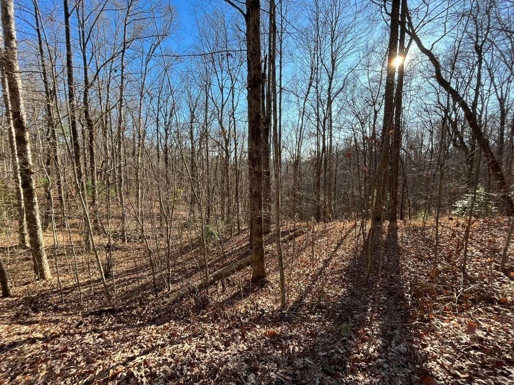 Photo of LOT #2 Forest Canopy Way