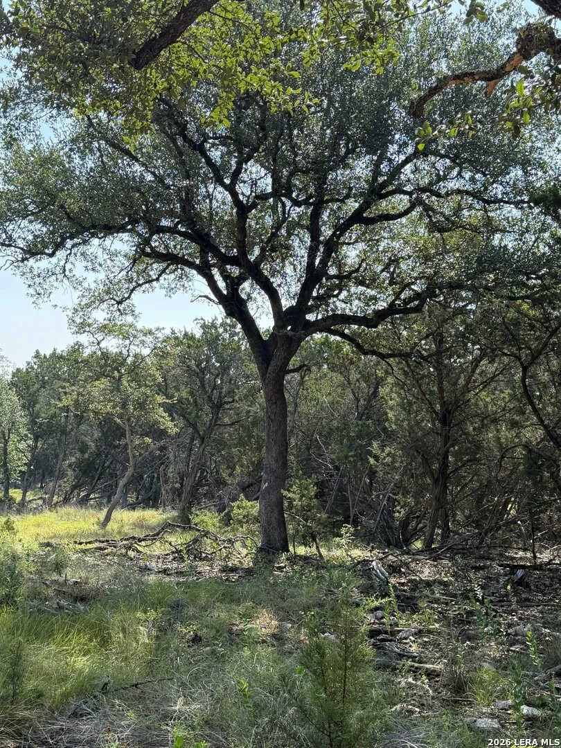 Photo of 33 Sotol