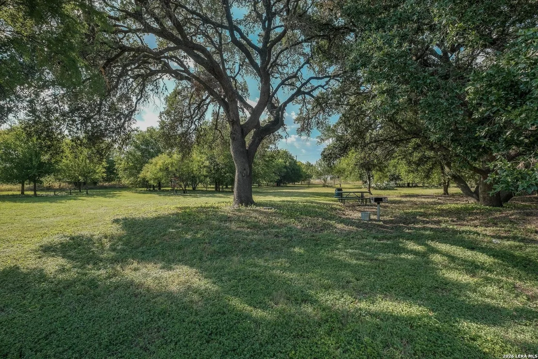 Photo of 802 Celosia
