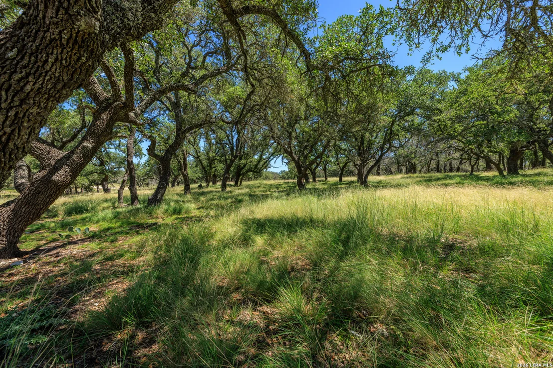 Photo of 429 Spanish Oak