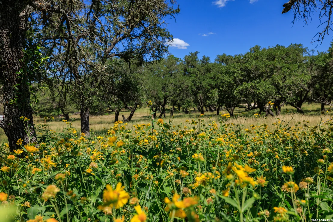 Photo of 429 Spanish Oak