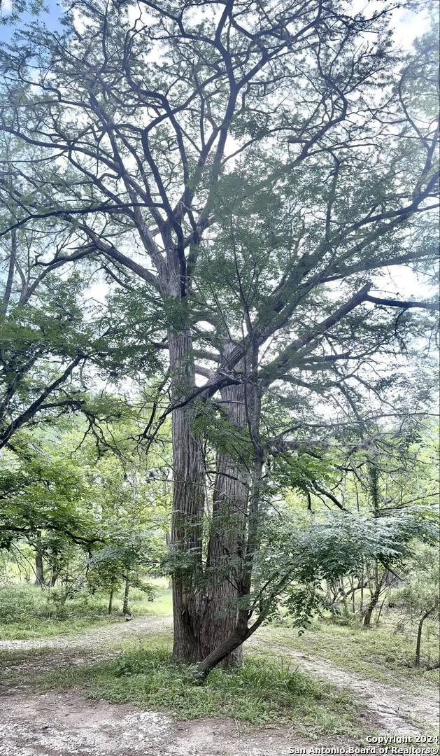 Photo of 29 LONESOME DOVE