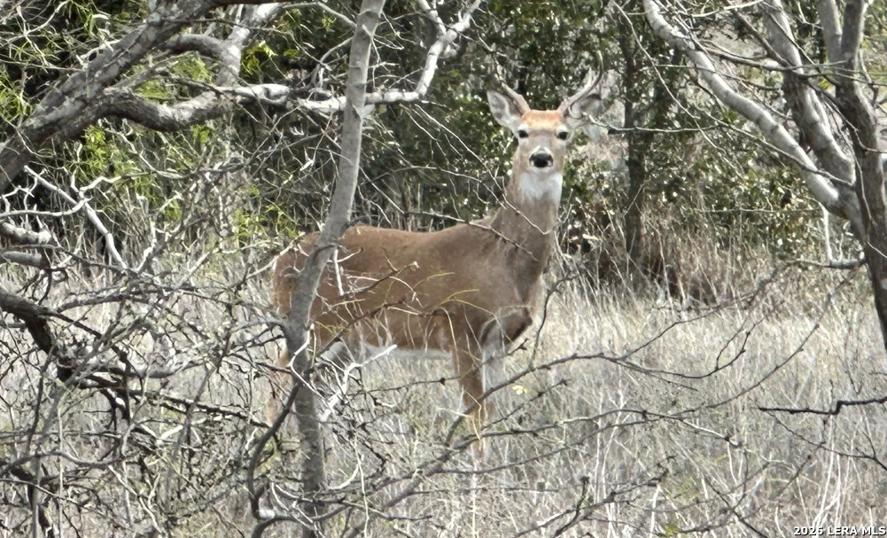 Photo of 25 SD 65065  Dusty Rose Ranch