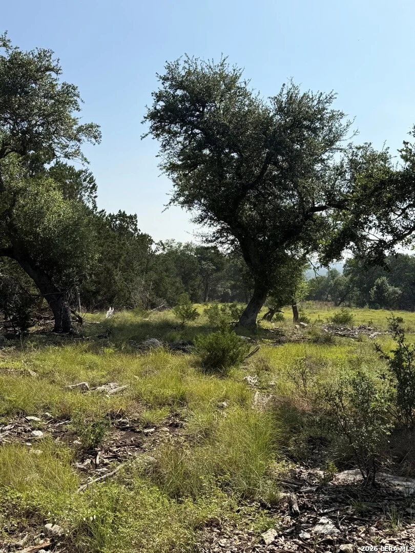 Photo of 33 Sotol