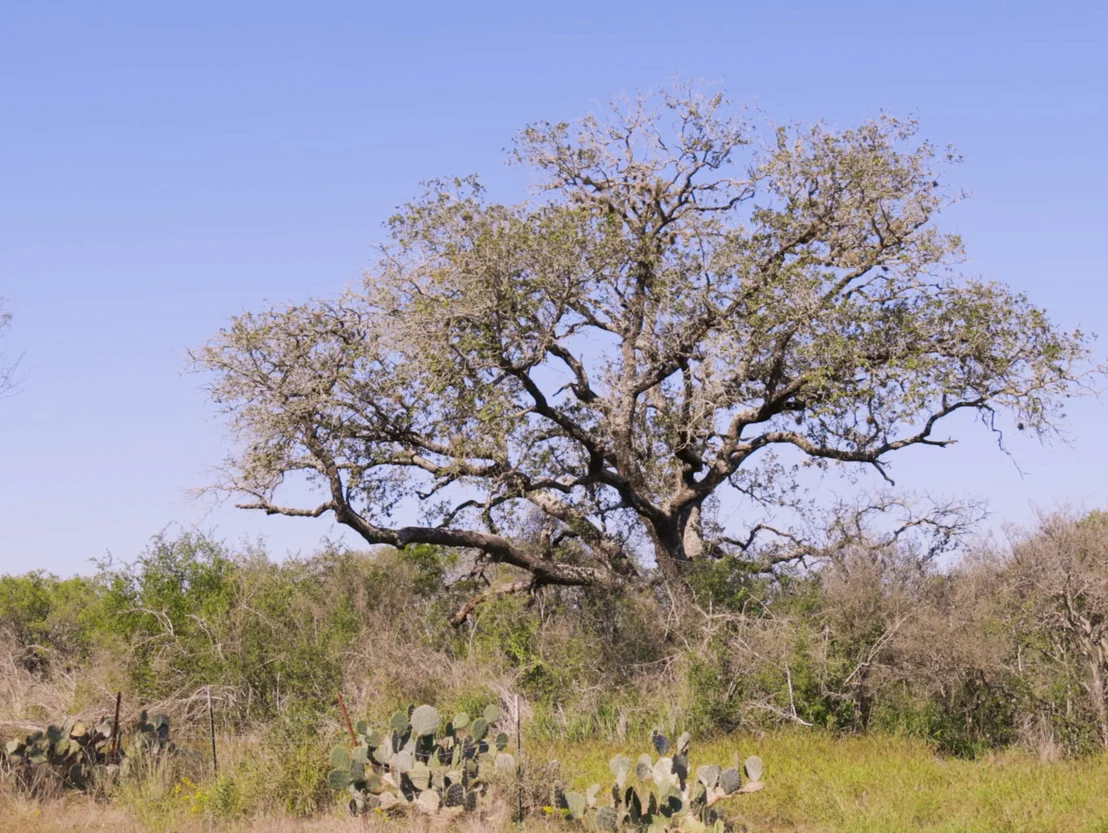 Photo of 125 Cr 2644