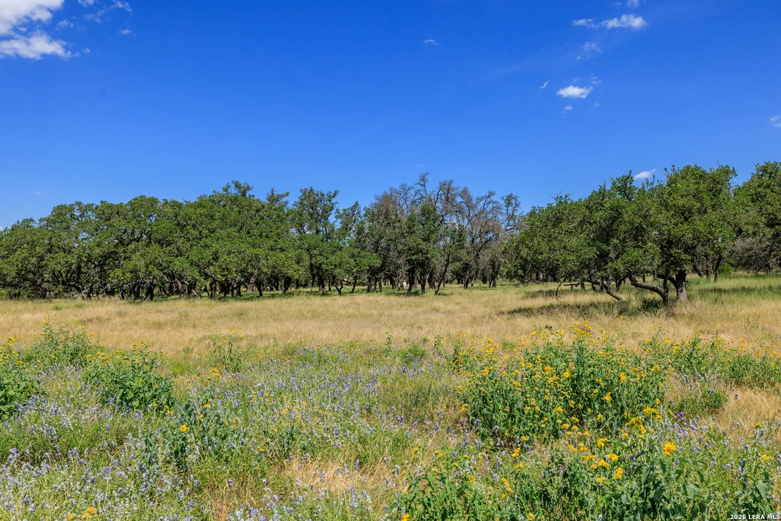 Photo of 429 Spanish Oak