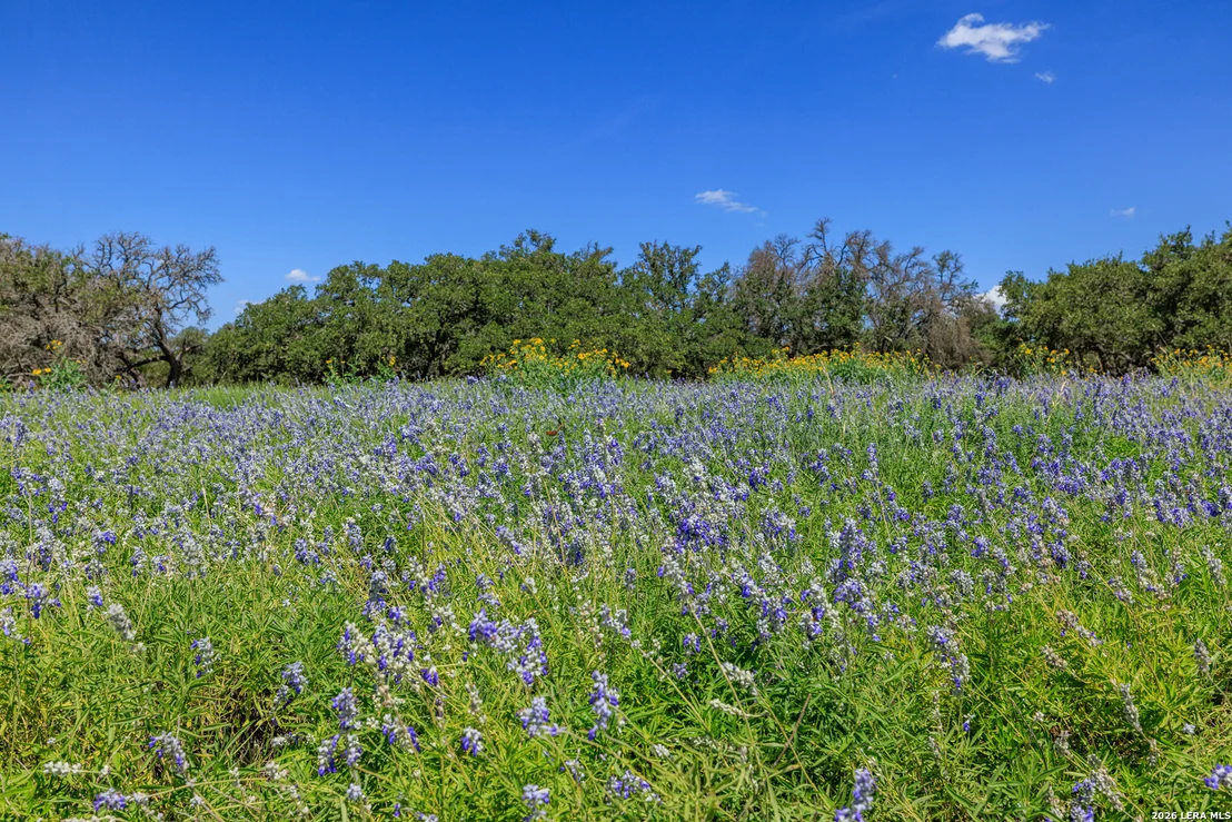 Photo of 429 Spanish Oak