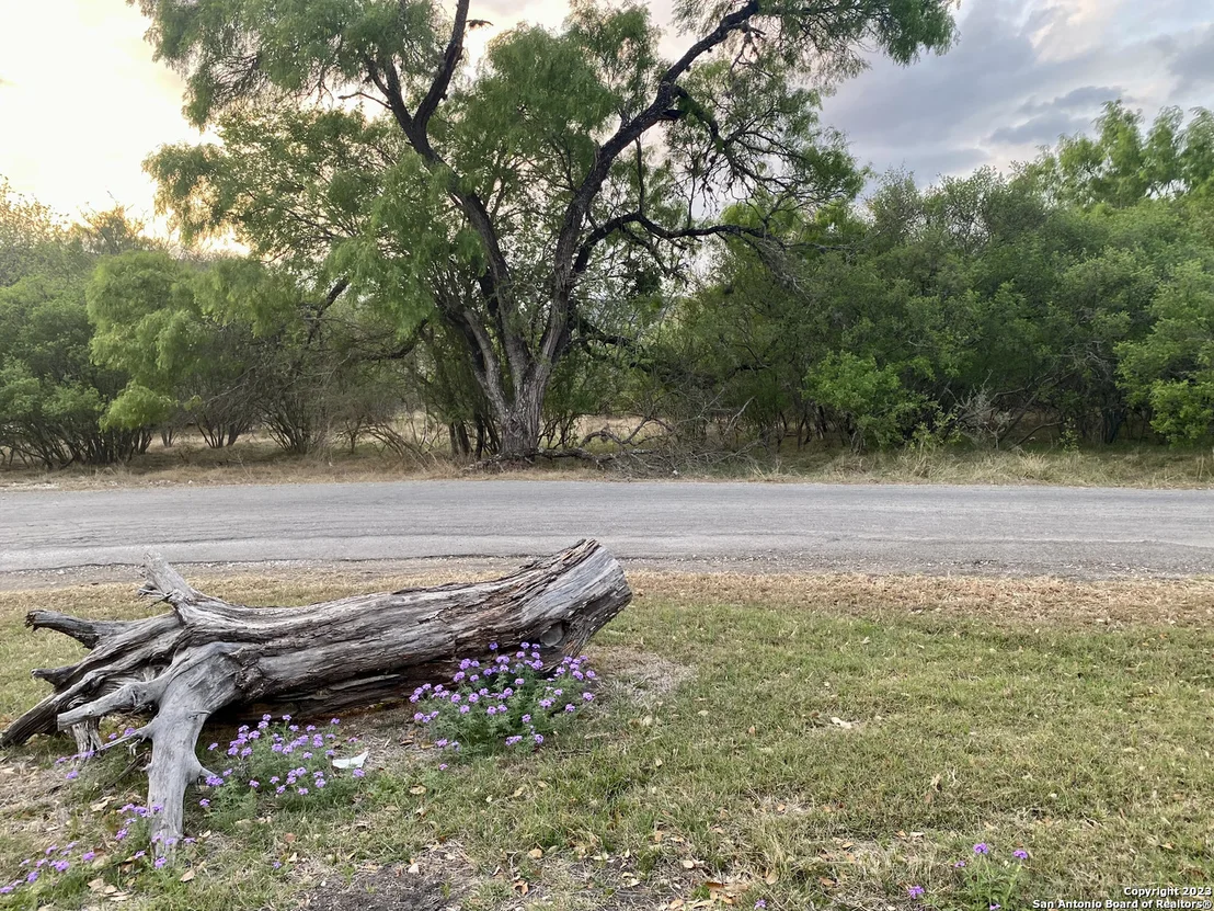 Photo of 91 Lantana