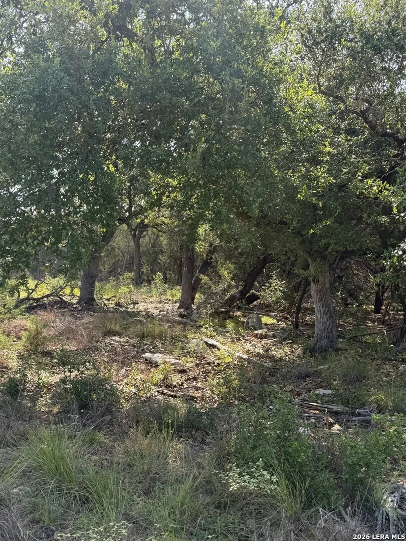 Photo of 33 Sotol