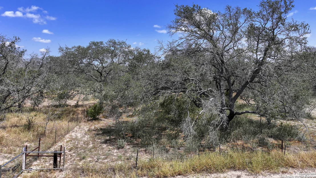 Photo of 461 blossom