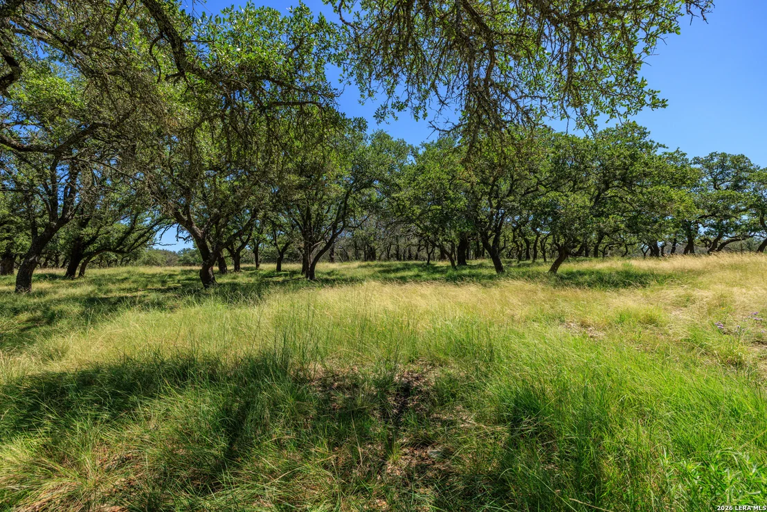 Photo of 429 Spanish Oak