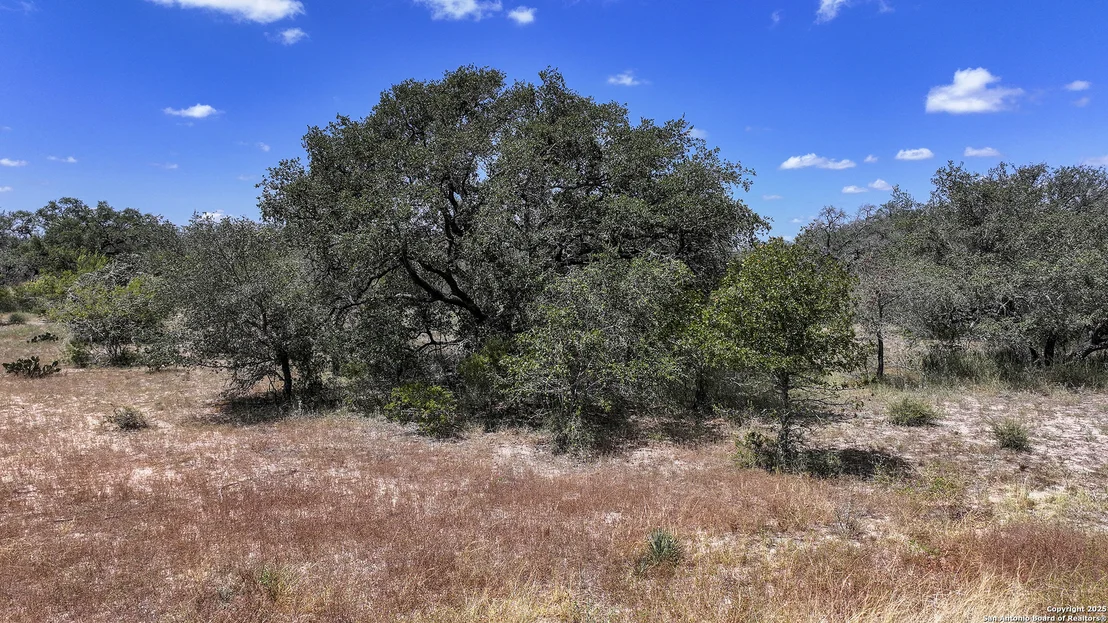 Photo of 461 blossom