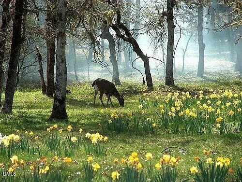 Photo of Lot 2 Deer Run Trail