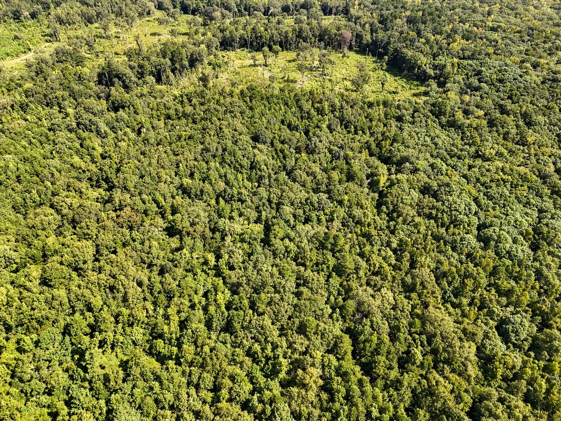 Photo of 40 Acres Mossy Bend Road