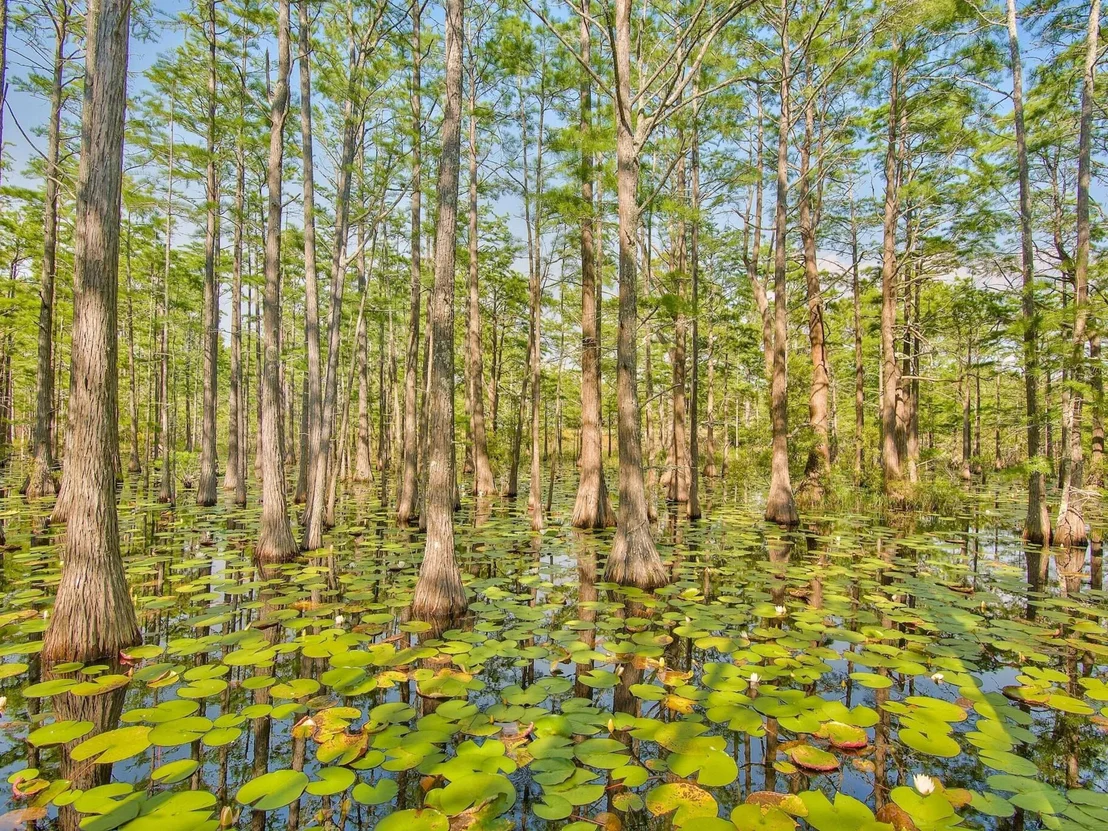 Photo of Lot 6 Cypress Drive