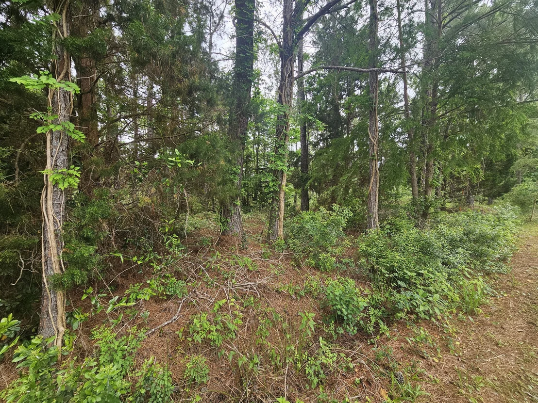 Photo of Lot #2 Dolphin Cove