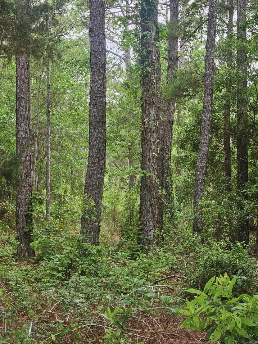 Photo of Lot #2 Dolphin Cove