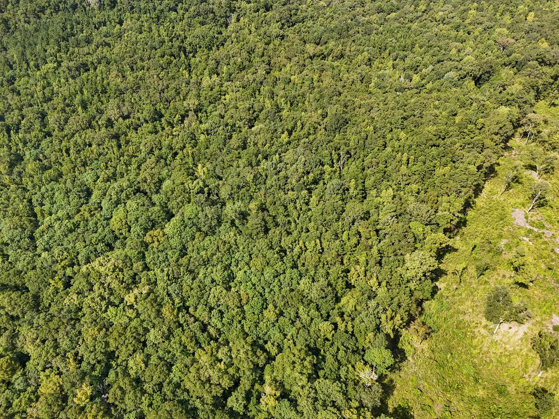 Photo of 40 Acres Mossy Bend Road