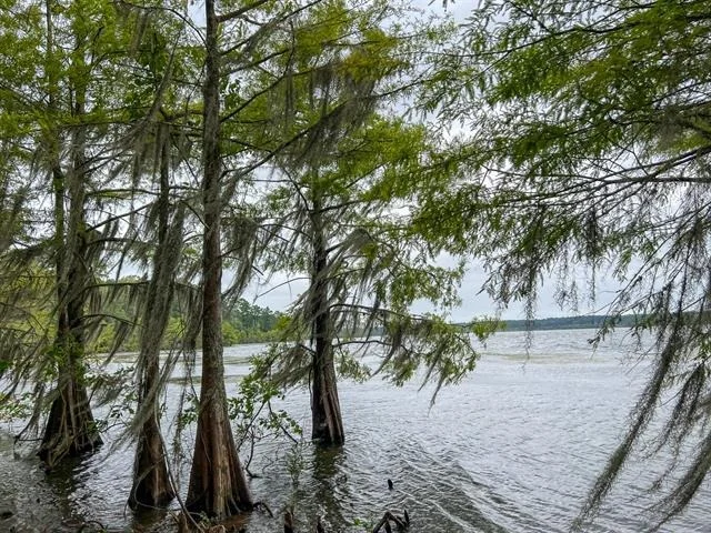 Photo of T-2 Arledge Trail/Off Gateway Meadows