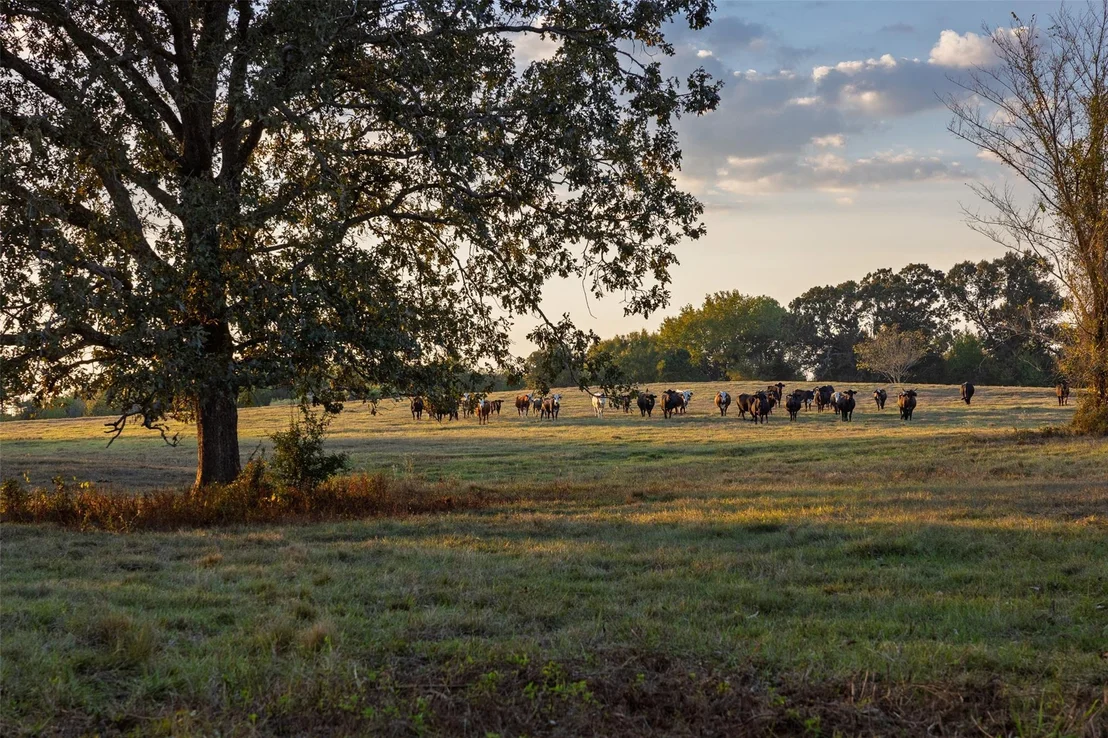 Photo of 973 County Road 2572