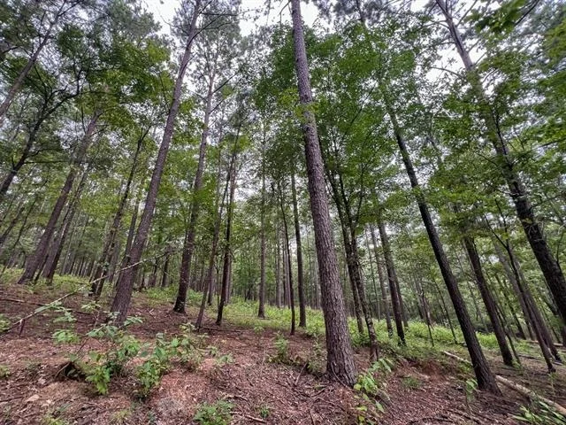 Photo of T-3 Arledge Trail/Off Gateway Meadows