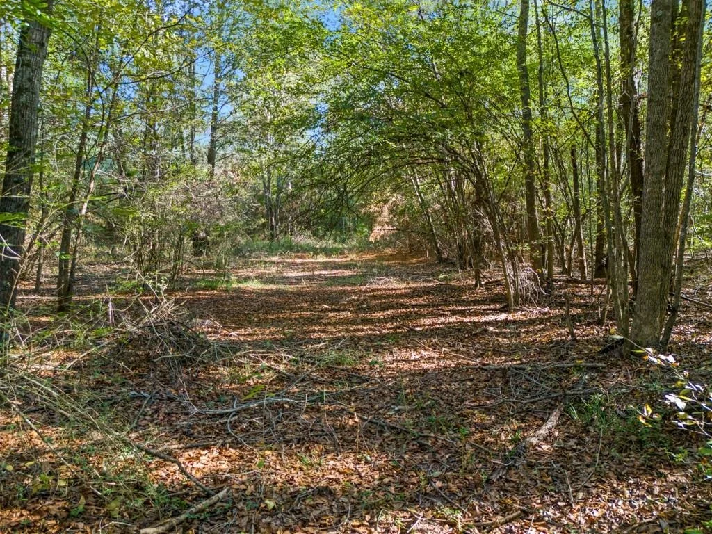 Photo of TBD County Road 3324, 24 Ac