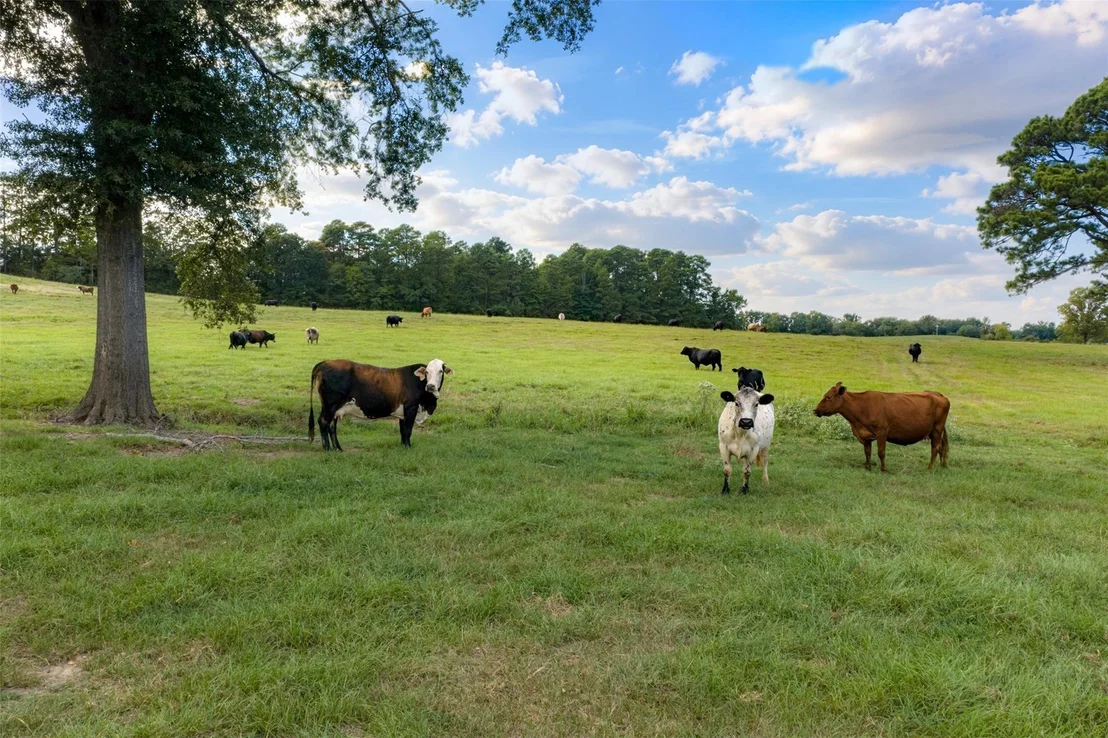 Photo of 3219 County Road 1508