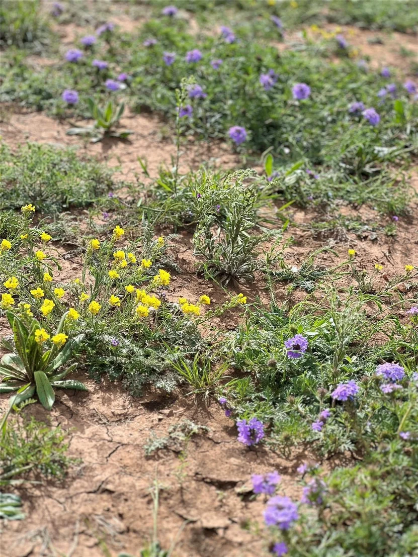 Photo of TBD 212 Acres CR 498