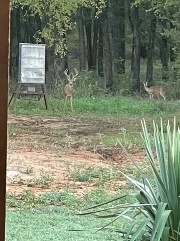 Photo of 596 County Road 4668